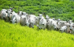 Brasil pode vender mais carne aos EUA com nova cota