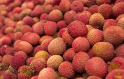 Lichia paulista cresce e conquista mercado europeu