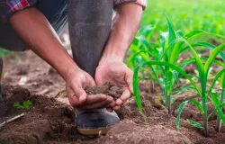 Agro ajuda o Brasil, mas quem ajuda o produtor rural?