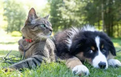 Pets no trabalho: como a presen�a de animais reduz o estresse e melhora a produtividade nas empresas