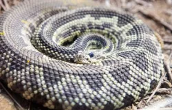 Picada de cobra: o que fazer para n�o morrer