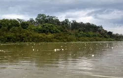 Chuva r�pida em Cuiab� leva lixo para o Rio Cuiab� e causa alagamentos