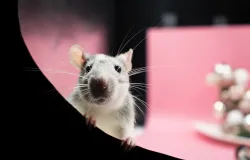 Nova mol�cula elimina tumores de linfoma em ratos em apenas 11 dias