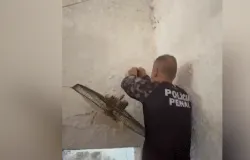 Opera��o em pres�dio do Rio confisca 26 celulares e drogas da parede de cela