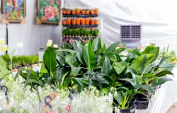 Calor de 40�C: veja as plantas que aguentam o sol forte de Cuiab�