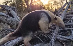 Tamandu�-mirim 'pregui�oso' encanta em v�deo raro no Pantanal