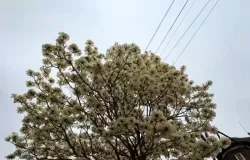 Rua de Cuiab� vira corredor de flores com ip�s brancos
