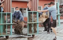 Leopardo doente foge da pris�o e fere homem em rua movimentada do Nepal