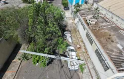 Entenda por que �rvores saud�veis caem em Campo Grande durante temporais