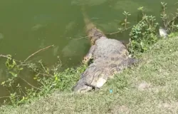 Jacar� de 2 metros � achado morto e peixes apodrecidos na Lagoa Grande de Feira de Santana