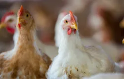 Simp�sio em Chapec� ensina como criar aves matrizes mais saud�veis e produtivas