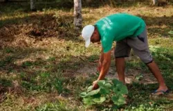 Prefeituras do sul da Bahia disputam projeto para garantir comida mais saud�vel e ecologicamente correta nas escolas