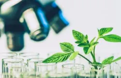 Nova tecnologia em bovinos de corte aumenta efici�ncia alimentar em 7% e melhora imunidade