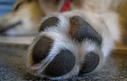 C�o lambe muito as patas? Descubra 5 causas m�dicas que n�o t�m nada a ver com mania e exigem aten��o