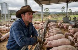 Suinocultura de MS cresce 16% e vira destaque nacional em abate de su�nos em 2026
