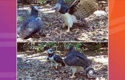 C�meras capturam harpias, �guias gigantes das Am�ricas, em raro momento de intera��o em Mato Grosso