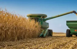 IBGE projeta safra recorde em 2026 com 352,9 milh�es de toneladas