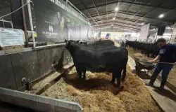 Expointer: Quatro animais morrem em feira agropecu�ria no Rio Grande do Sul e alerta sobre o estresse que animais sofrem em exposi��es