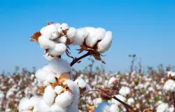 IHARA apresenta produtos para controlar pragas e plantas daninhas do algod�o