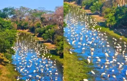 Centenas de aves formam 'rio vivo' em �rea alagada no Pantanal