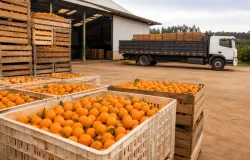 Conab volta a ofertar leil�o para ajudar a vender laranjas de seis estados