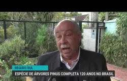 Pinus faz 120 anos no Brasil, mas crise de tarifas nos EUA amea�a empregos e vendas
