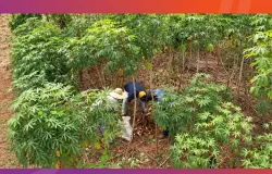 Folha de mandioca vira alimento nutritivo para o gado em nova pesquisa no Mato Grosso