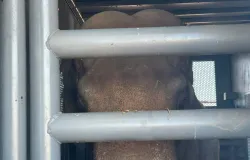 Conhe�a Sandro, o �nico elefante asi�tico macho d�cil que vai morar em santu�rio no Brasil