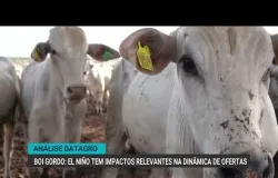El Ni�o mexe com o mercado de boi gordo no Brasil