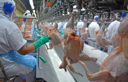 Pre�o do frango dispara e ind�stria aumenta produ��o com demanda aquecida