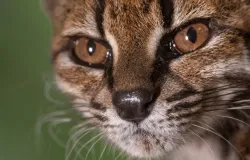 Mist�rio na Bol�via: Novo felino 'estranho' � descoberto em estrada e muda hist�ria da biologia