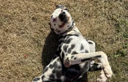Conhe�a Pudim: o d�lmata de 10 anos que encanta por ser feliz e ativo