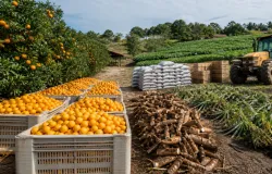 Conab mapeia custos da mandioca e da laranja na Bahia para ajudar produtores