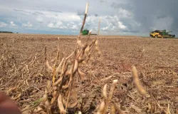 Produtores de soja conseguem plantar cinco dias mais cedo em Goi�s