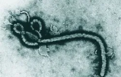 Congo testa vacina contra ebola em �rea mais cr�tica da epidemia