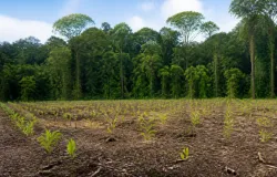 BNDES libera R$ 200 milh�es para plantar �rvores e recuperar florestas na Amaz�nia