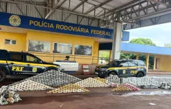 PRF desmantela maior carga de drogas do ano: quase 1 tonelada escondida em min�rio na rodovia