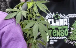 Quem � pego com drogas � preso sem fian�a mais do que quem comete outros crimes