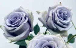 Cientistas japoneses criam a primeira rosa azul do mundo