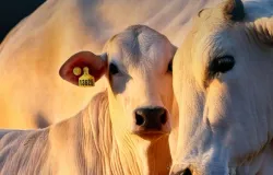 Bezerro caro: pecuarista gasta mais carne para repor rebanho