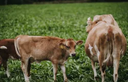 Governo emite alerta sobre novo v�rus mortal de diarreia encontrado em vacas pela primeira vez na regi�o