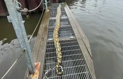 Homem fica apavorado ao achar cobra gigante de 4 metros em lixeira flutuante nos EUA