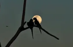 Casal de araras-azuis encanta turistas com dan�a sob a luz da lua no Pantanal
