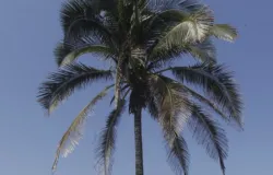Sol volta ao Rio e cariocas lotam as praias no s�bado
