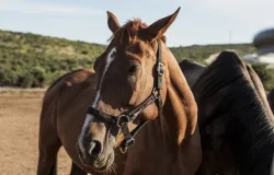 Clube de Jockey dos EUA obriga dono a renomear cavalo por suposta liga��o com Hitler