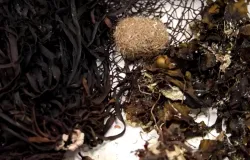 Oceanos europeus batem recorde de calor e destroem florestas de algas marinhas