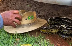 Homem pega sucuri de 3 metros com chap�u na cabe�a e m�os nuas no Pantanal