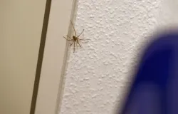 Aranhas no quarto: entenda por que elas aparecem e 5 formas simples de afast�-las