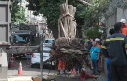 Temporais deixam bairros do Rio sem luz ap�s queda de �rvores
