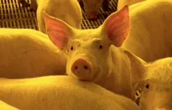 Carne de porco fica mais cara no Brasil: veja por que o pre�o subiu em setembro